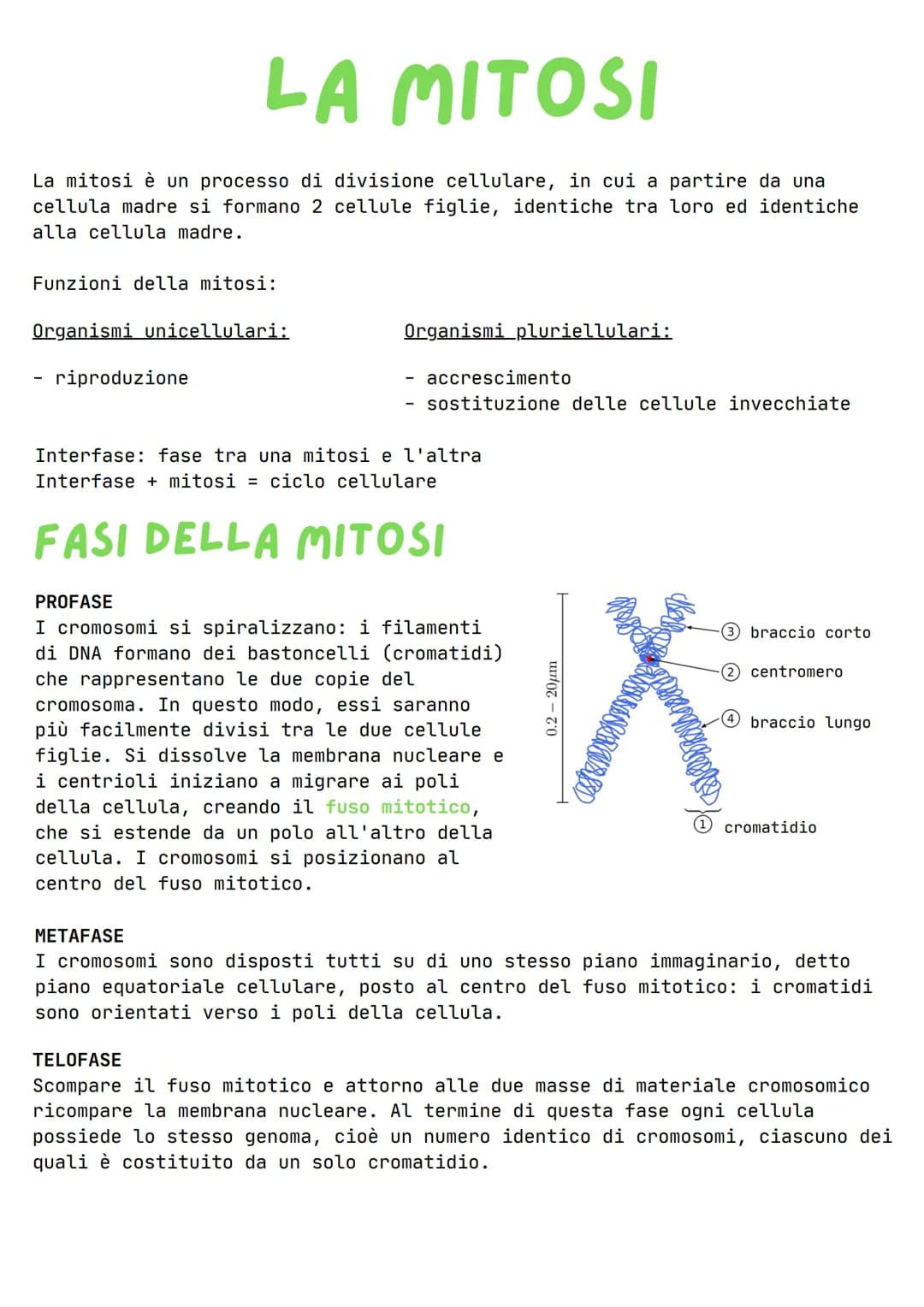 LA MITOSI
La mitosi è un processo di divisione cellulare, in cui a partire da una
cellula madre si formano 2 cellule figlie, identiche tra l