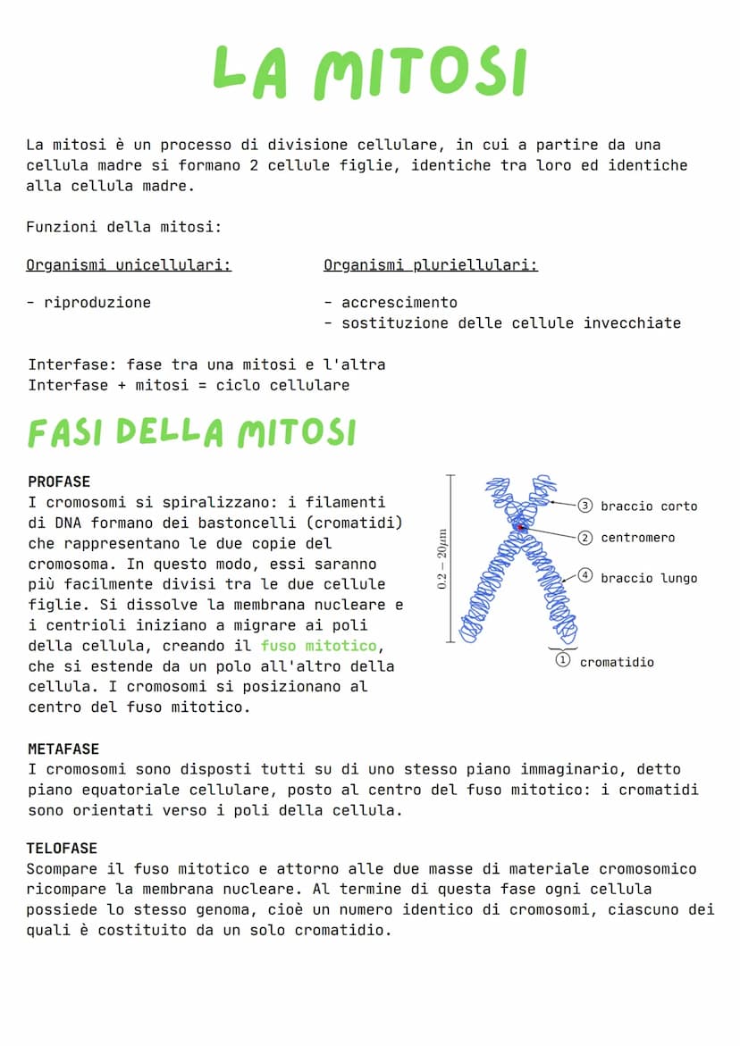 LA MITOSI
La mitosi è un processo di divisione cellulare, in cui a partire da una
cellula madre si formano 2 cellule figlie, identiche tra l