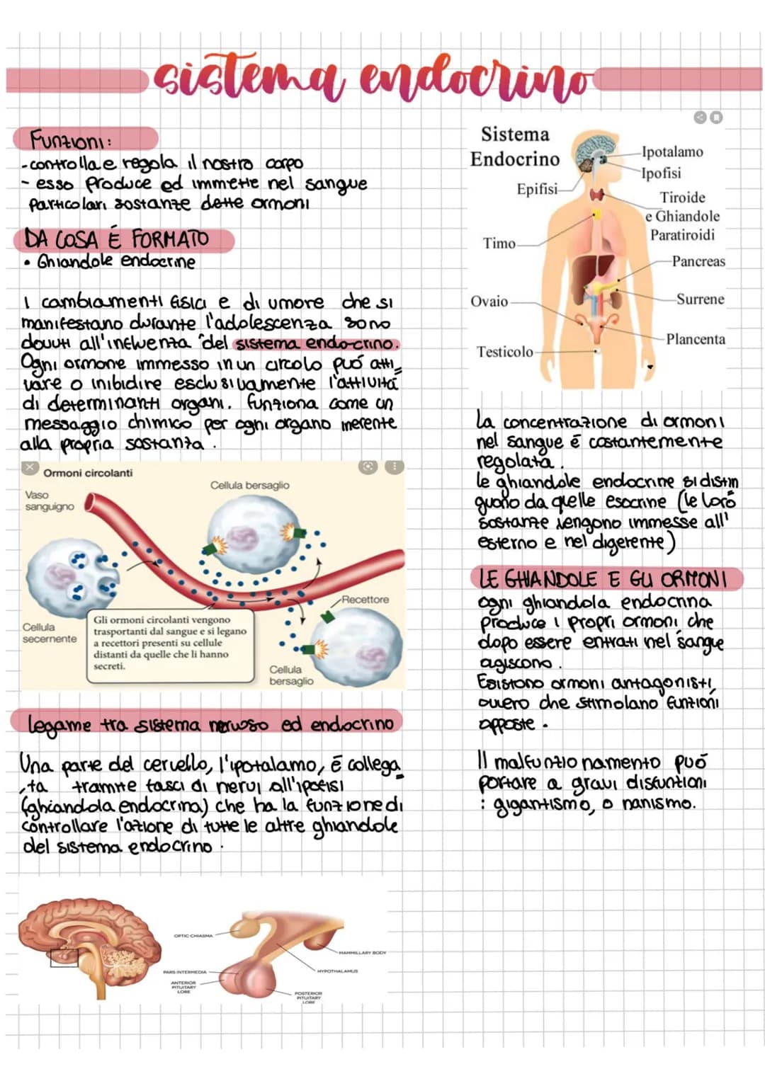 Funzioni:
-controlla e regola il nostro corpo
- esso produce ed immette nel sangue.
Particolari sostanze dette ormoni
DA COSA É FORMATO
·
• 