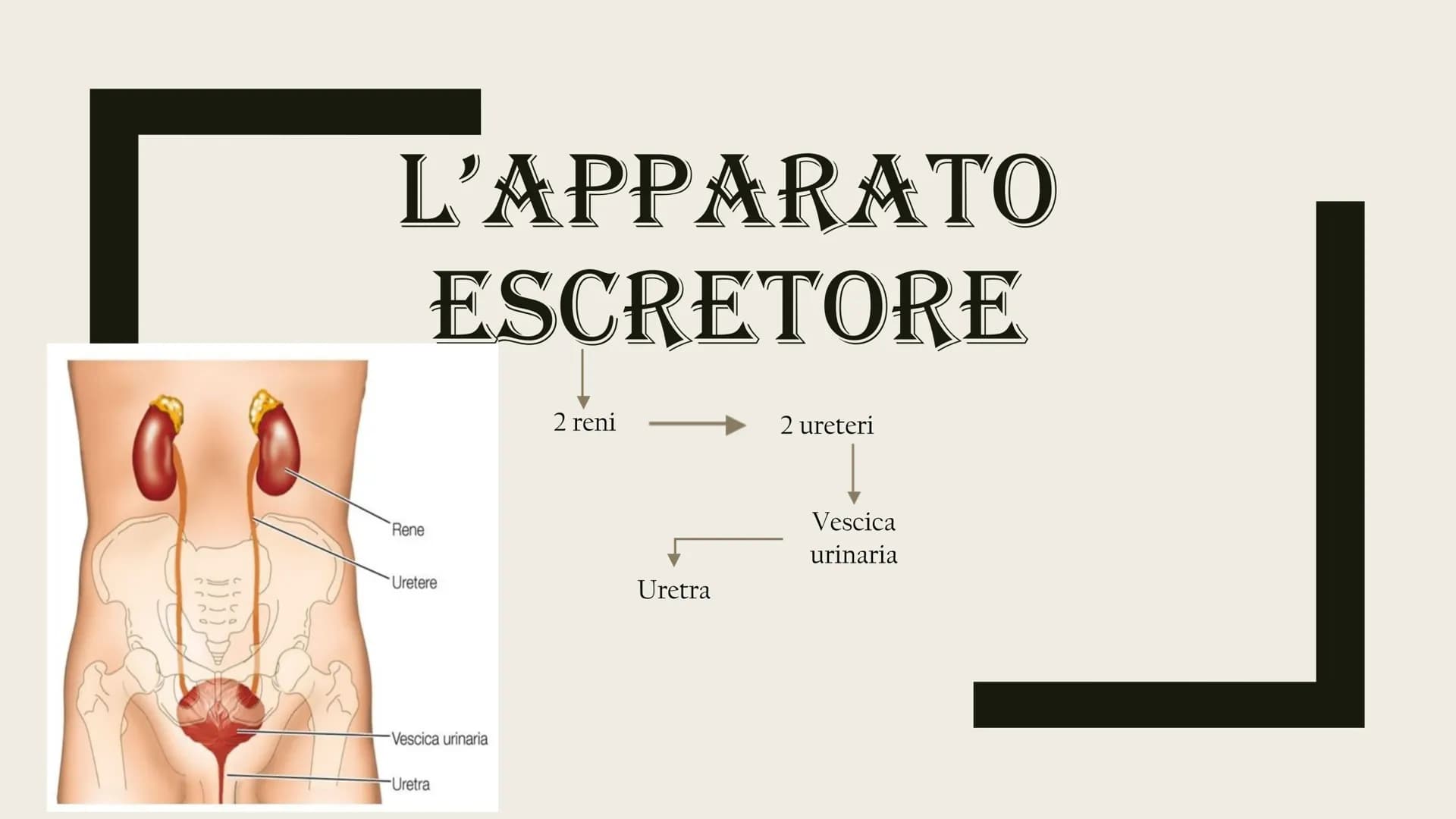 L'APPARATO
ESCRETORE
Rene
Uretere
-Vescica urinaria
-Uretra
2 reni
Uretra
2 ureteri
Vescica
urinaria ESCREZIONE DI MOLECOLE DI RIFIUTO
Azoto