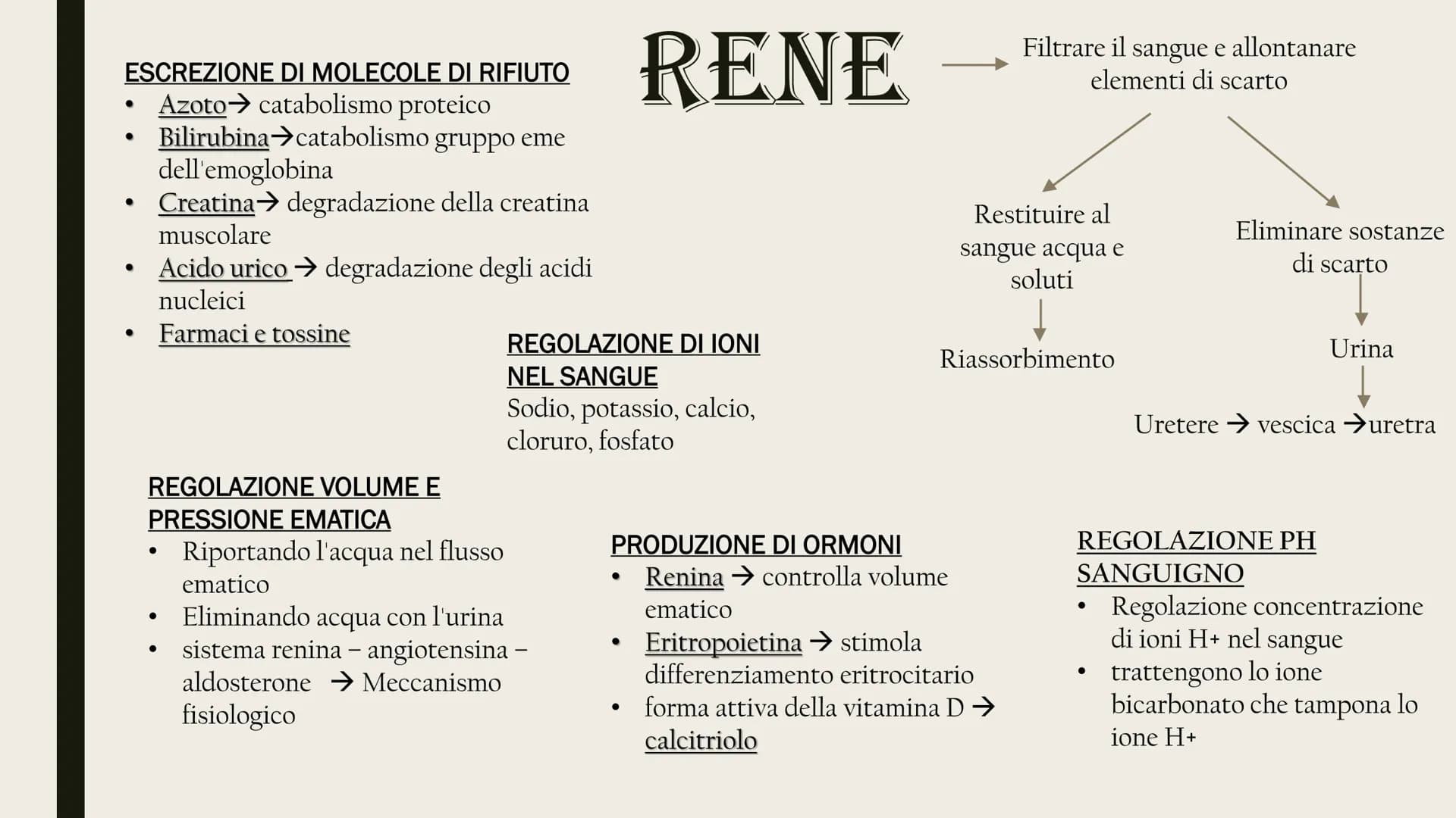 L'APPARATO
ESCRETORE
Rene
Uretere
-Vescica urinaria
-Uretra
2 reni
Uretra
2 ureteri
Vescica
urinaria ESCREZIONE DI MOLECOLE DI RIFIUTO
Azoto