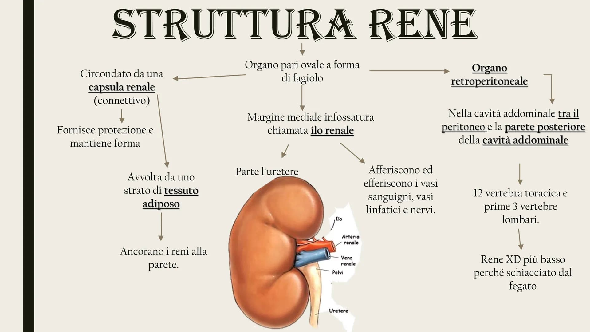 L'APPARATO
ESCRETORE
Rene
Uretere
-Vescica urinaria
-Uretra
2 reni
Uretra
2 ureteri
Vescica
urinaria ESCREZIONE DI MOLECOLE DI RIFIUTO
Azoto