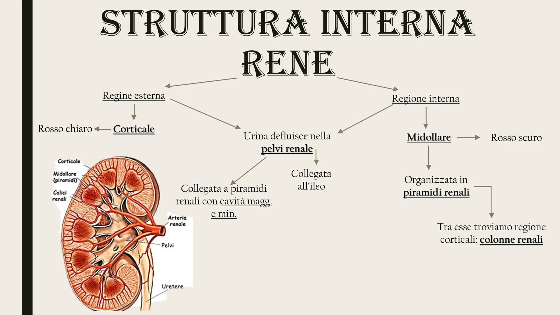 L'APPARATO
ESCRETORE
Rene
Uretere
-Vescica urinaria
-Uretra
2 reni
Uretra
2 ureteri
Vescica
urinaria ESCREZIONE DI MOLECOLE DI RIFIUTO
Azoto