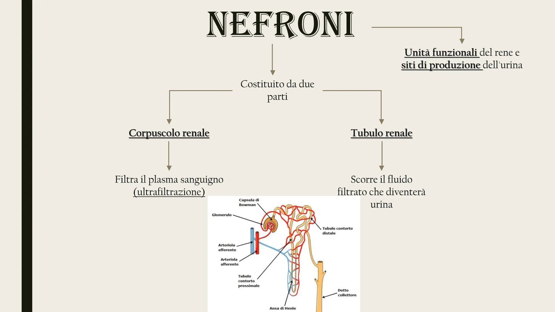 L'APPARATO
ESCRETORE
Rene
Uretere
-Vescica urinaria
-Uretra
2 reni
Uretra
2 ureteri
Vescica
urinaria ESCREZIONE DI MOLECOLE DI RIFIUTO
Azoto