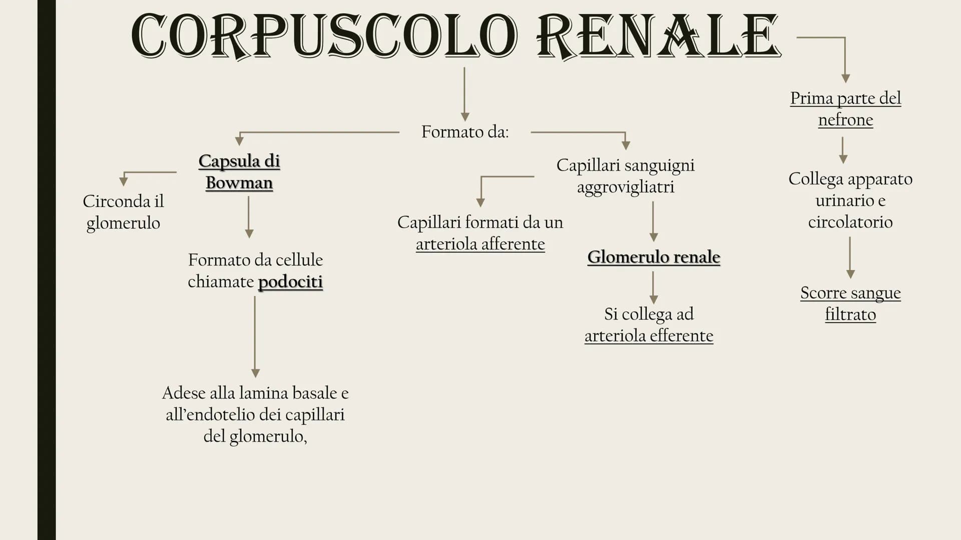 L'APPARATO
ESCRETORE
Rene
Uretere
-Vescica urinaria
-Uretra
2 reni
Uretra
2 ureteri
Vescica
urinaria ESCREZIONE DI MOLECOLE DI RIFIUTO
Azoto