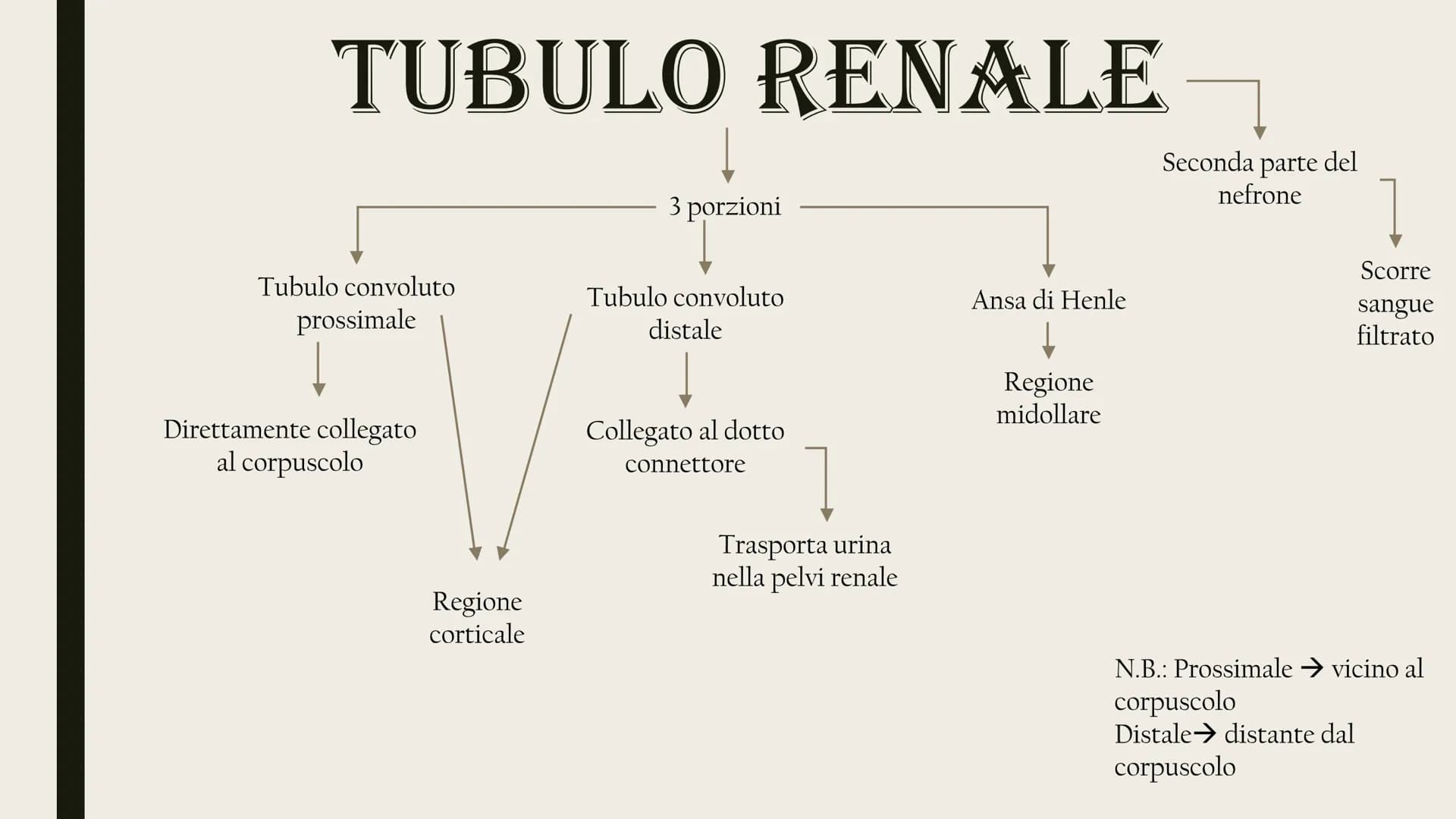 L'APPARATO
ESCRETORE
Rene
Uretere
-Vescica urinaria
-Uretra
2 reni
Uretra
2 ureteri
Vescica
urinaria ESCREZIONE DI MOLECOLE DI RIFIUTO
Azoto