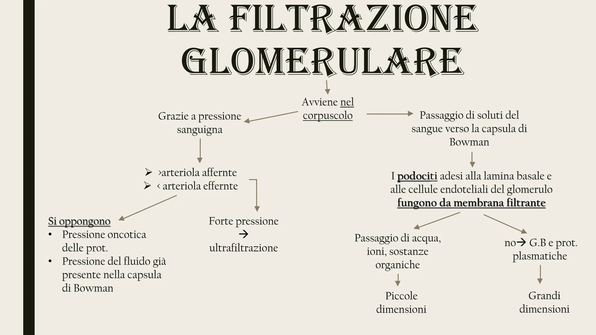 L'APPARATO
ESCRETORE
Rene
Uretere
-Vescica urinaria
-Uretra
2 reni
Uretra
2 ureteri
Vescica
urinaria ESCREZIONE DI MOLECOLE DI RIFIUTO
Azoto