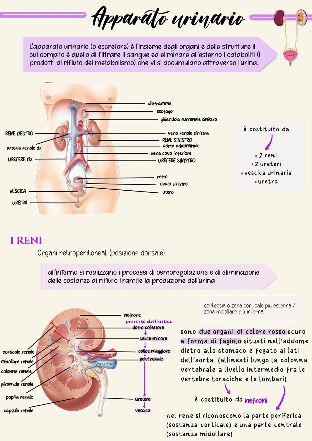 # Apparato urinario

L'apparato urinario (o escretore) è l'insieme degli organi e delle strutture il
cui compito è quello di filtrare il san