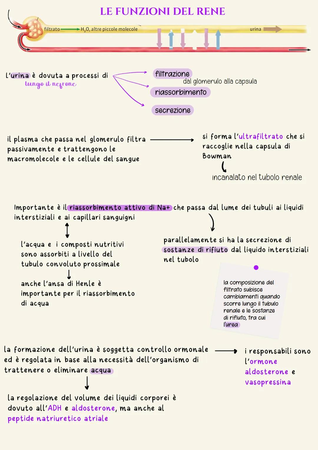 # Apparato urinario

L'apparato urinario (o escretore) è l'insieme degli organi e delle strutture il
cui compito è quello di filtrare il san