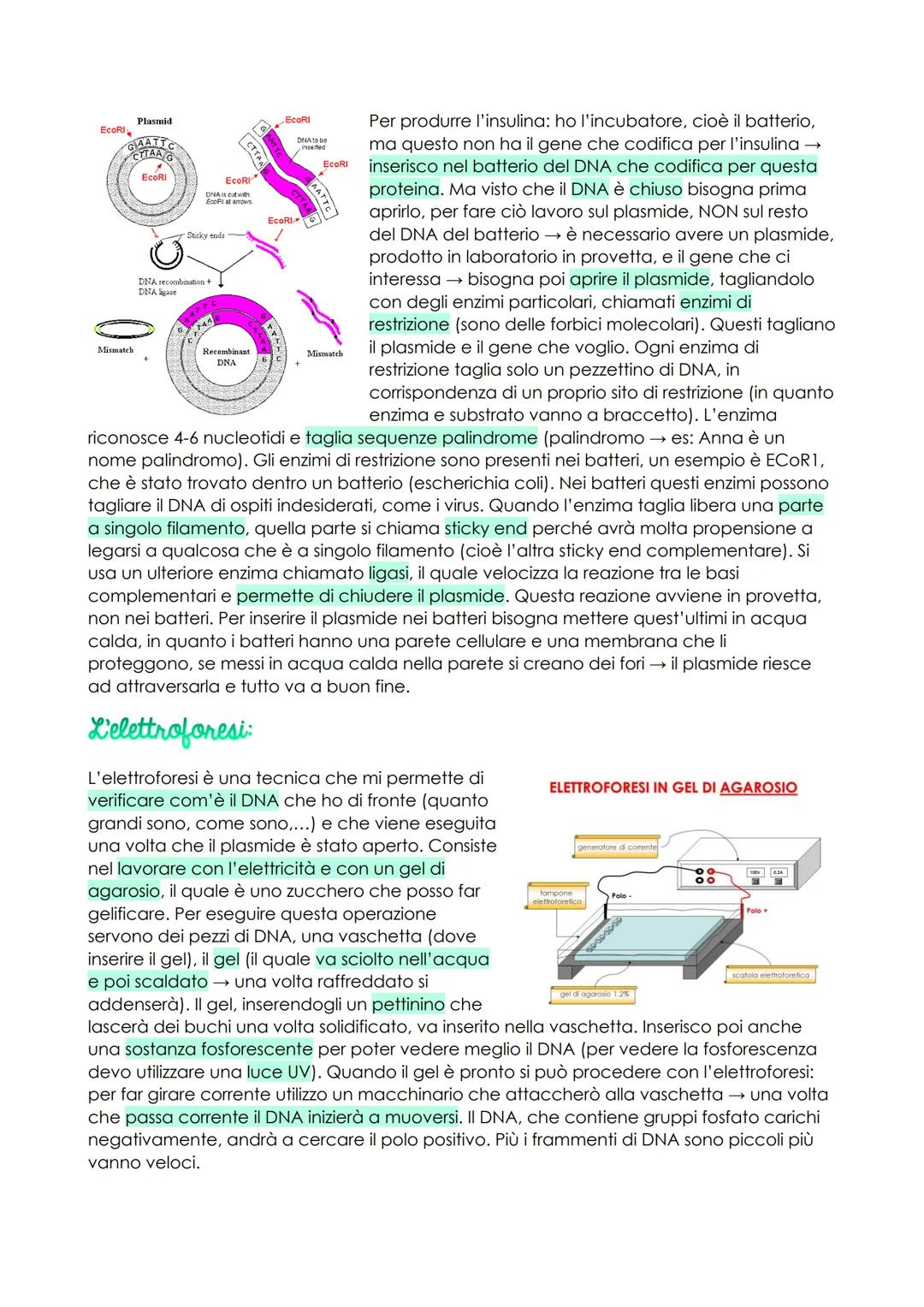 # Le biotecnologie

Le biotecnologie sono tutte quelle tecnologie che permettono di mutare gli organismi
viventi. Siamo passati dal lavorare