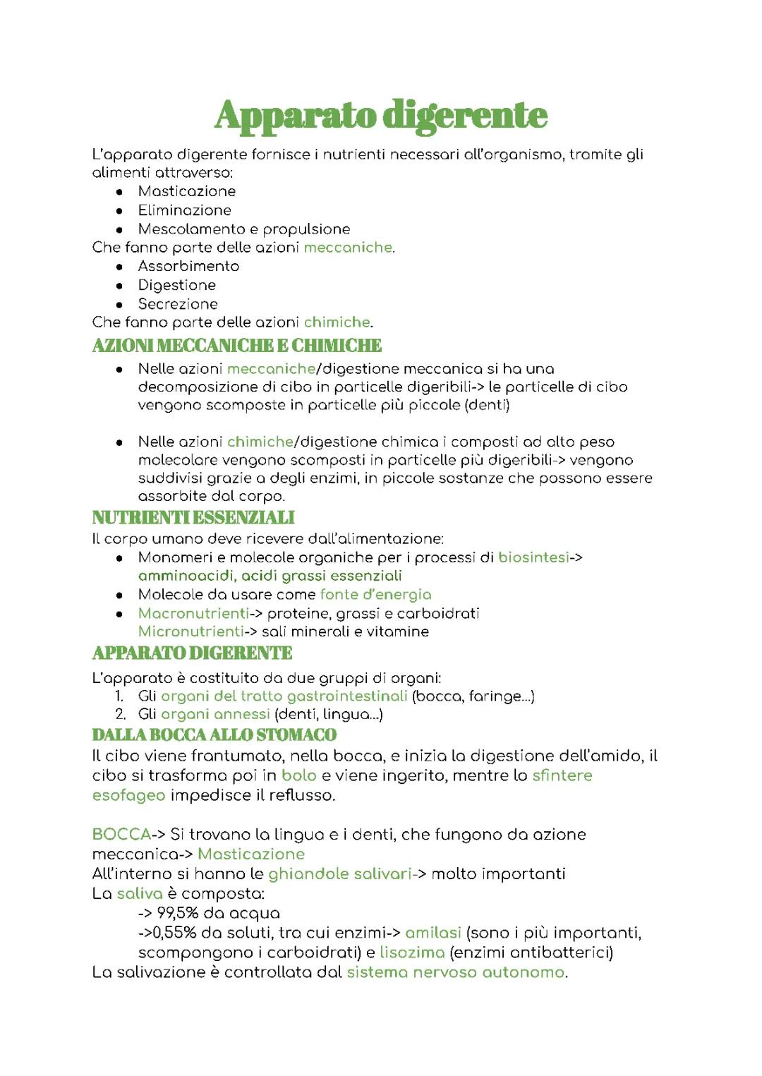 Schema dell'apparato digerente: riassunto e funzioni