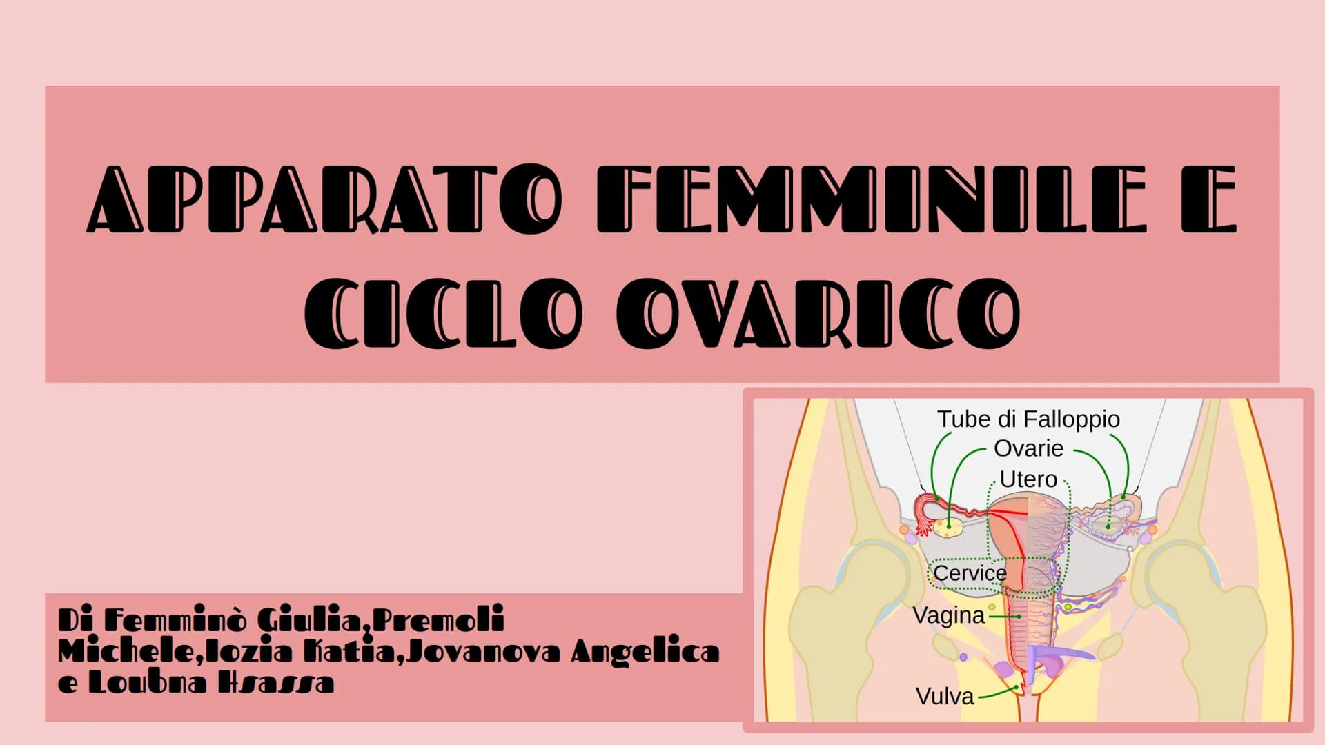 APPARATO FEMMINILE E
CICLO OVARICO
Di Femminò Giulia,Premoli
Michele,lozia Katia,Jovanova Angelica
e Loubna Hsassa
Tube di Falloppio
Ovarie
