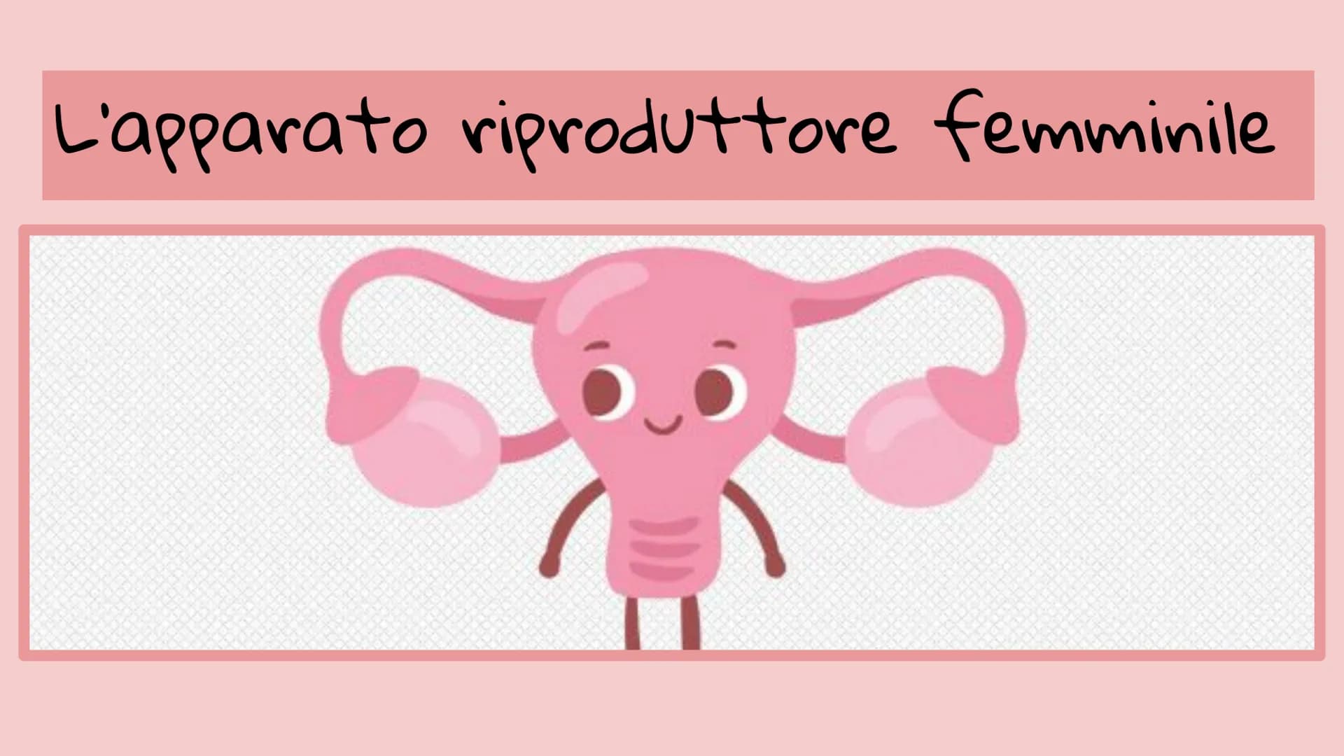 APPARATO FEMMINILE E
CICLO OVARICO
Di Femminò Giulia,Premoli
Michele,lozia Katia,Jovanova Angelica
e Loubna Hsassa
Tube di Falloppio
Ovarie
