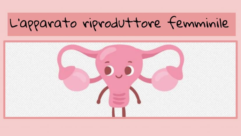 APPARATO FEMMINILE E
CICLO OVARICO
Di Femminò Giulia,Premoli
Michele,lozia Katia,Jovanova Angelica
e Loubna Hsassa
Tube di Falloppio
Ovarie
