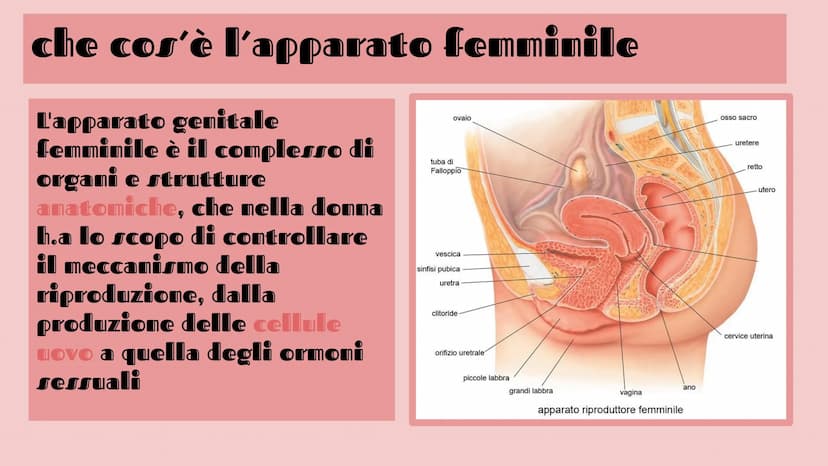 APPARATO FEMMINILE E
CICLO OVARICO
Di Femminò Giulia,Premoli
Michele,lozia Katia,Jovanova Angelica
e Loubna Hsassa
Tube di Falloppio
Ovarie

