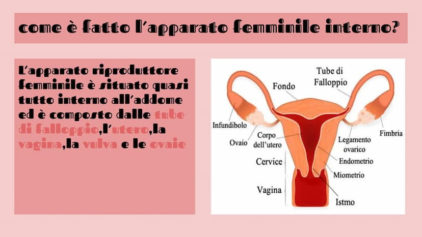 APPARATO FEMMINILE E
CICLO OVARICO
Di Femminò Giulia,Premoli
Michele,lozia Katia,Jovanova Angelica
e Loubna Hsassa
Tube di Falloppio
Ovarie
