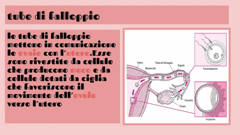 APPARATO FEMMINILE E
CICLO OVARICO
Di Femminò Giulia,Premoli
Michele,lozia Katia,Jovanova Angelica
e Loubna Hsassa
Tube di Falloppio
Ovarie
