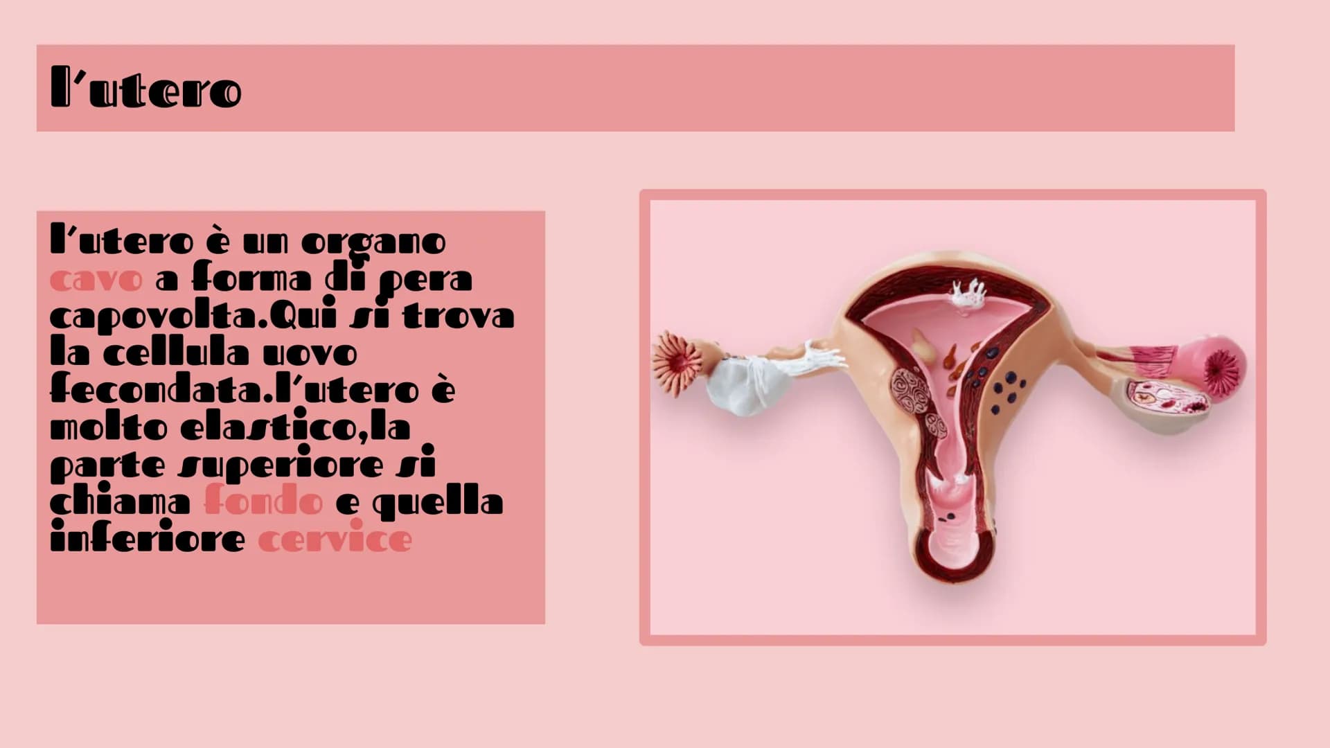 APPARATO FEMMINILE E
CICLO OVARICO
Di Femminò Giulia,Premoli
Michele,lozia Katia,Jovanova Angelica
e Loubna Hsassa
Tube di Falloppio
Ovarie
