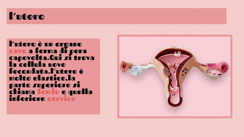 APPARATO FEMMINILE E
CICLO OVARICO
Di Femminò Giulia,Premoli
Michele,lozia Katia,Jovanova Angelica
e Loubna Hsassa
Tube di Falloppio
Ovarie
