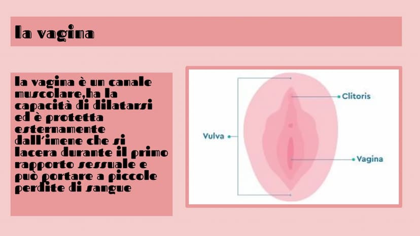 APPARATO FEMMINILE E
CICLO OVARICO
Di Femminò Giulia,Premoli
Michele,lozia Katia,Jovanova Angelica
e Loubna Hsassa
Tube di Falloppio
Ovarie
