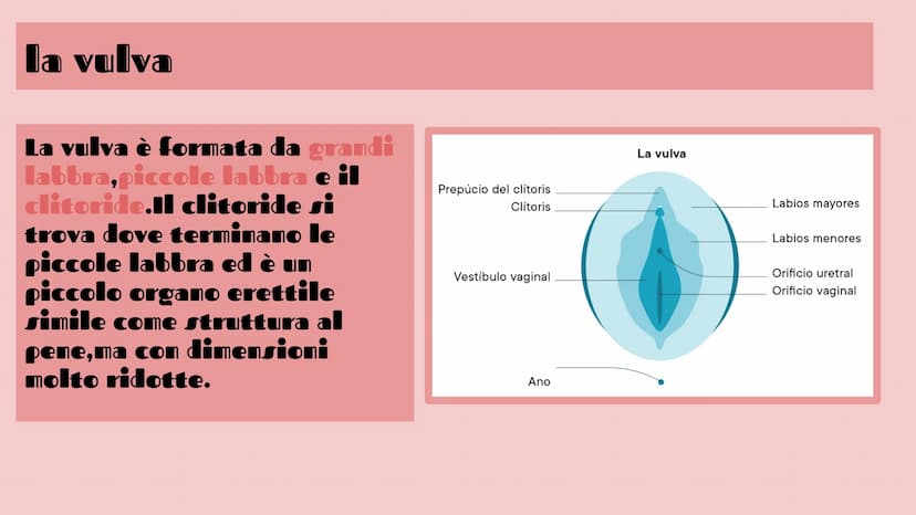 APPARATO FEMMINILE E
CICLO OVARICO
Di Femminò Giulia,Premoli
Michele,lozia Katia,Jovanova Angelica
e Loubna Hsassa
Tube di Falloppio
Ovarie
