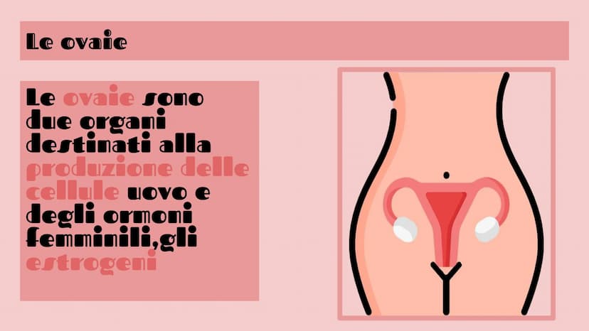APPARATO FEMMINILE E
CICLO OVARICO
Di Femminò Giulia,Premoli
Michele,lozia Katia,Jovanova Angelica
e Loubna Hsassa
Tube di Falloppio
Ovarie
