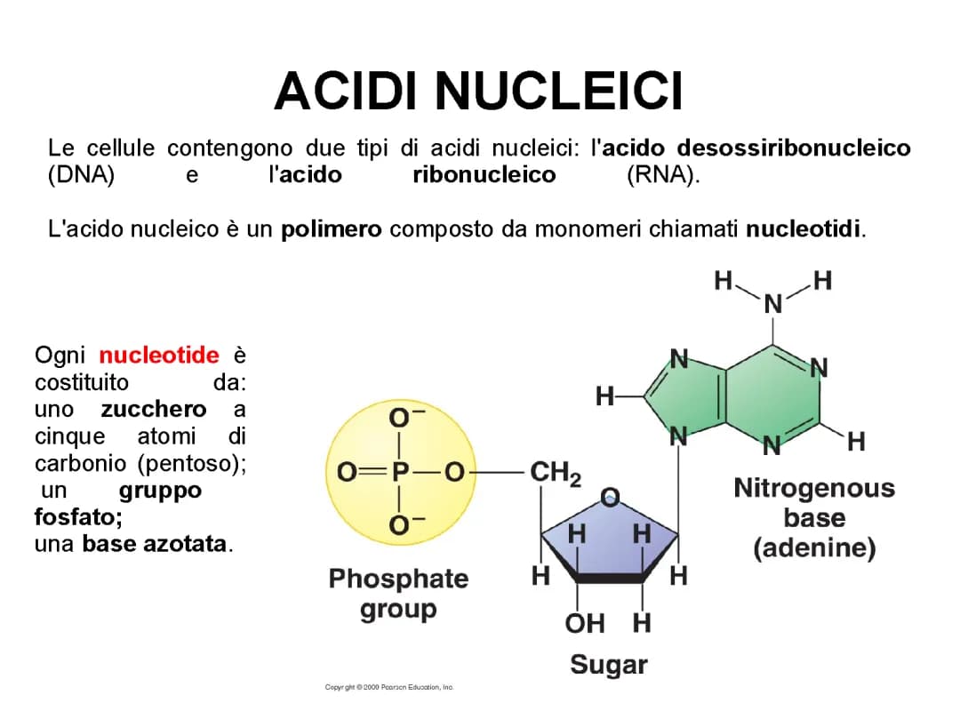 acidi nucleici 