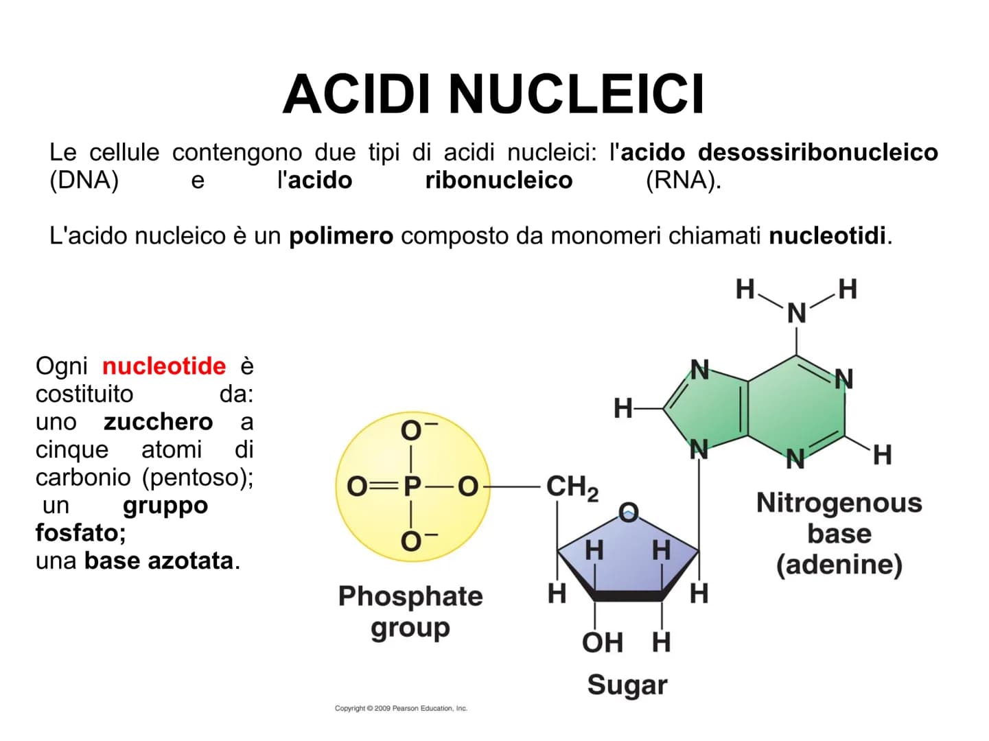 ACIDI NUCLEICI
Le cellule contengono due tipi di acidi nucleici: l'acido desossiribonucleico
(DNA)
l'acido ribonucleico
(RNA).
L'acido nucle