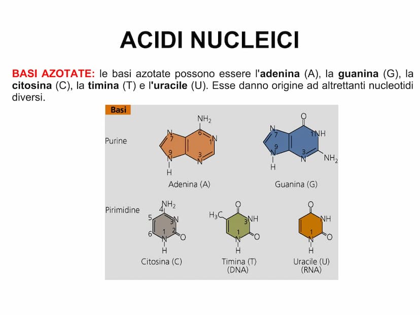 ACIDI NUCLEICI
Le cellule contengono due tipi di acidi nucleici: l'acido desossiribonucleico
(DNA)
l'acido ribonucleico
(RNA).
L'acido nucle
