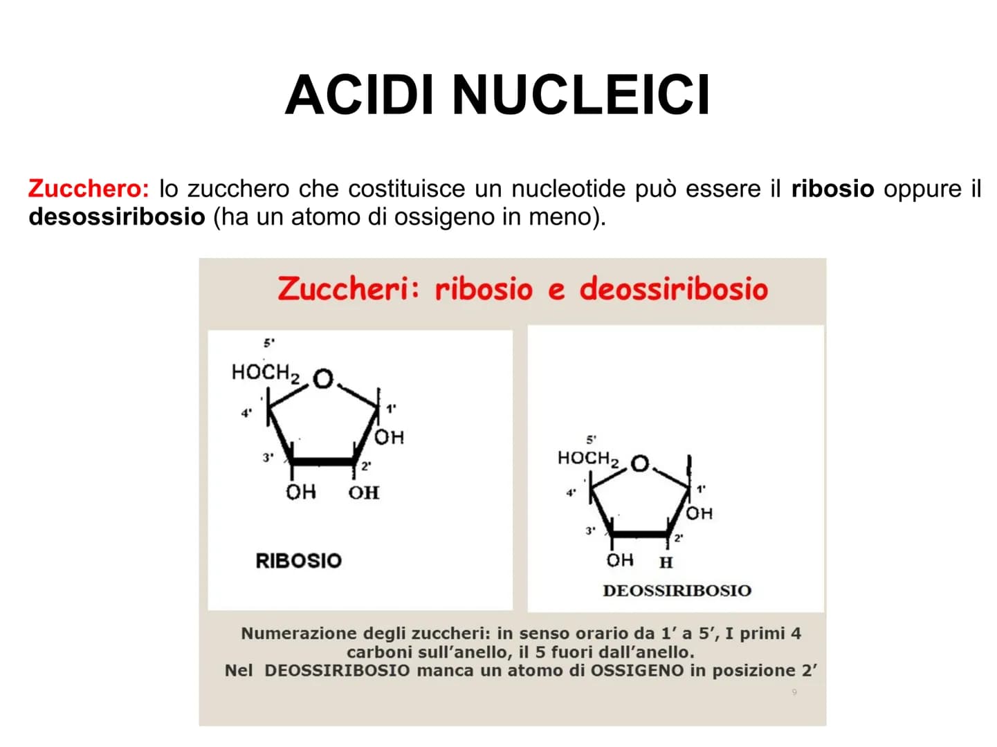 ACIDI NUCLEICI
Le cellule contengono due tipi di acidi nucleici: l'acido desossiribonucleico
(DNA)
l'acido ribonucleico
(RNA).
L'acido nucle