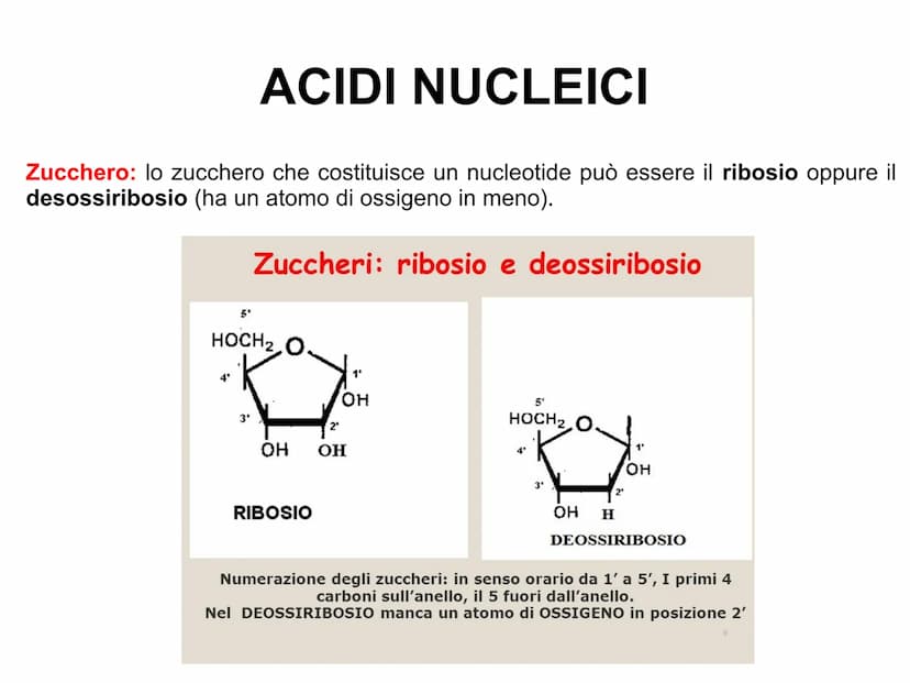 ACIDI NUCLEICI
Le cellule contengono due tipi di acidi nucleici: l'acido desossiribonucleico
(DNA)
l'acido ribonucleico
(RNA).
L'acido nucle