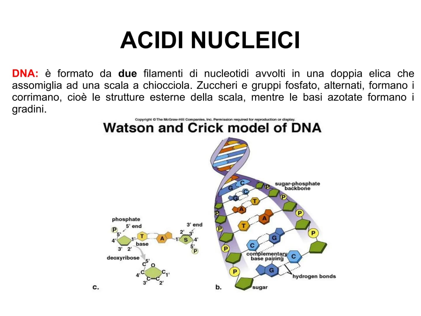 ACIDI NUCLEICI
Le cellule contengono due tipi di acidi nucleici: l'acido desossiribonucleico
(DNA)
l'acido ribonucleico
(RNA).
L'acido nucle