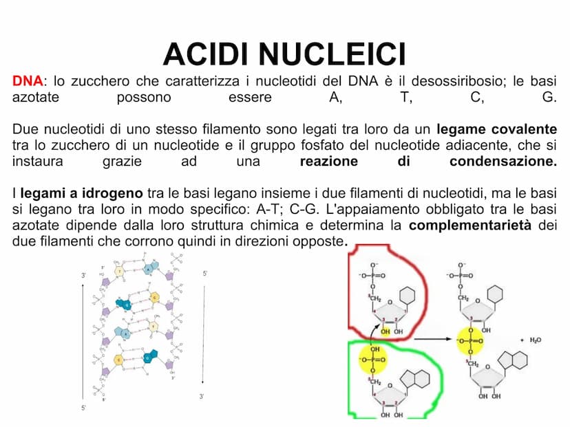 ACIDI NUCLEICI
Le cellule contengono due tipi di acidi nucleici: l'acido desossiribonucleico
(DNA)
l'acido ribonucleico
(RNA).
L'acido nucle