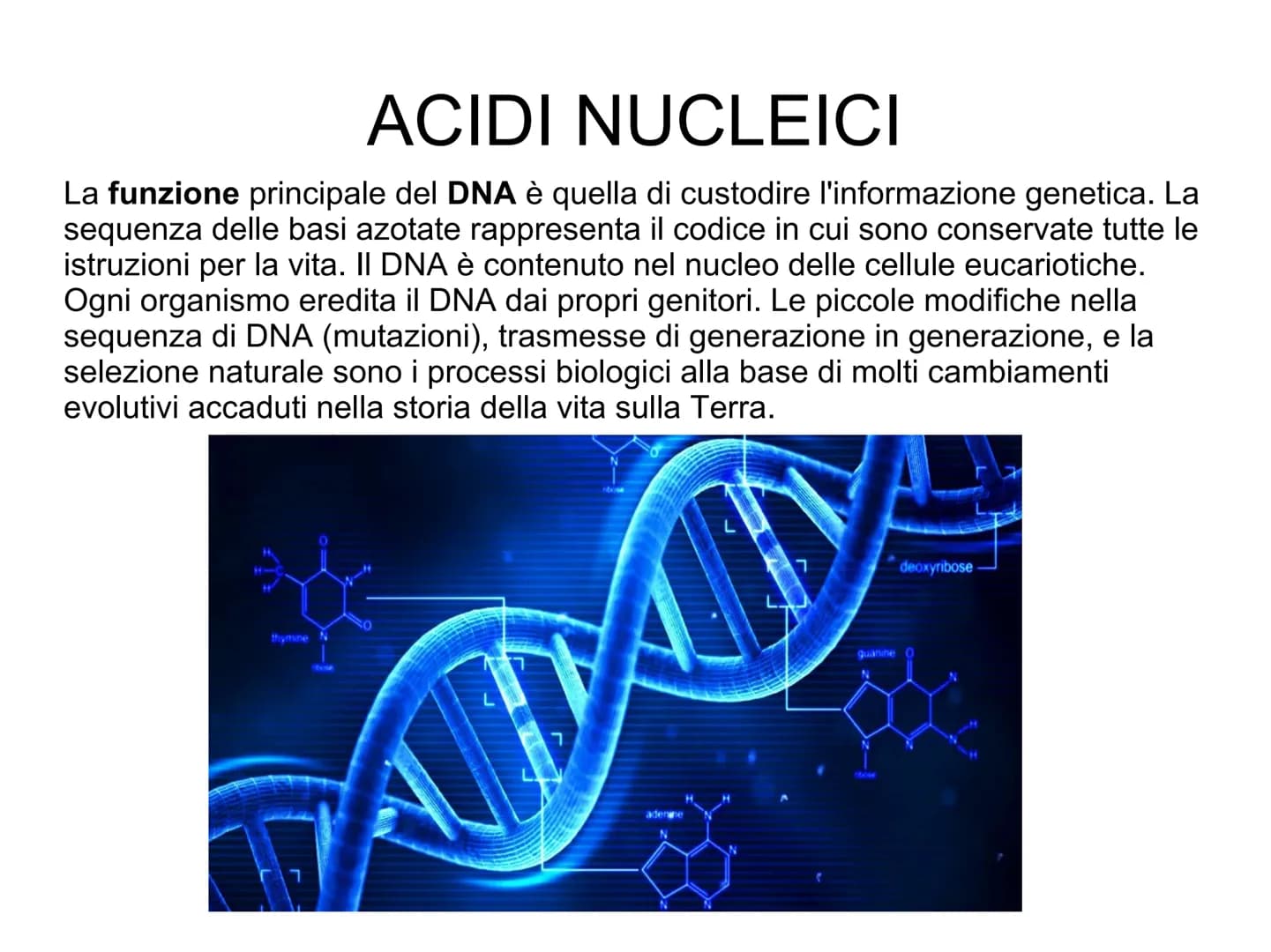 ACIDI NUCLEICI
Le cellule contengono due tipi di acidi nucleici: l'acido desossiribonucleico
(DNA)
l'acido ribonucleico
(RNA).
L'acido nucle