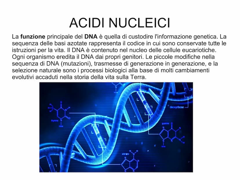 ACIDI NUCLEICI
Le cellule contengono due tipi di acidi nucleici: l'acido desossiribonucleico
(DNA)
l'acido ribonucleico
(RNA).
L'acido nucle