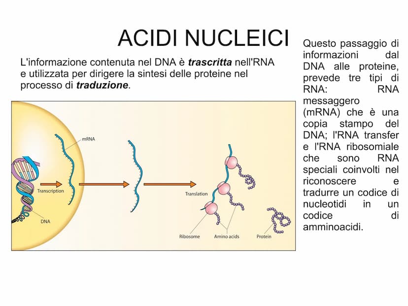 ACIDI NUCLEICI
Le cellule contengono due tipi di acidi nucleici: l'acido desossiribonucleico
(DNA)
l'acido ribonucleico
(RNA).
L'acido nucle
