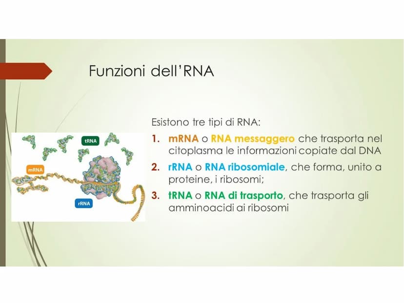 ACIDI NUCLEICI
Le cellule contengono due tipi di acidi nucleici: l'acido desossiribonucleico
(DNA)
l'acido ribonucleico
(RNA).
L'acido nucle