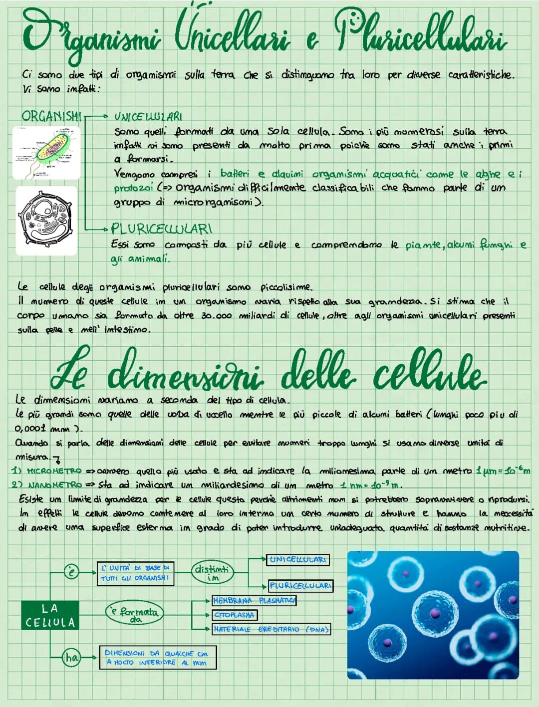 le cellule