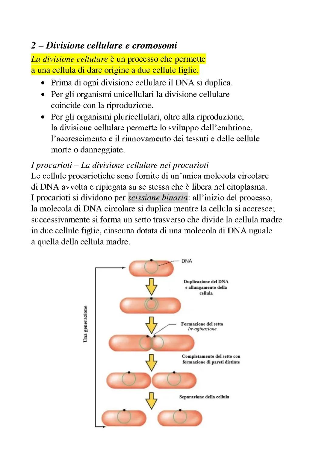 Divisione Cellulare: Procarioti e Eucarioti Spiegata Facile!