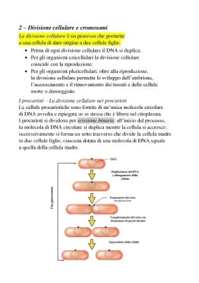 Know Divisione cellulare e cromosomi thumbnail