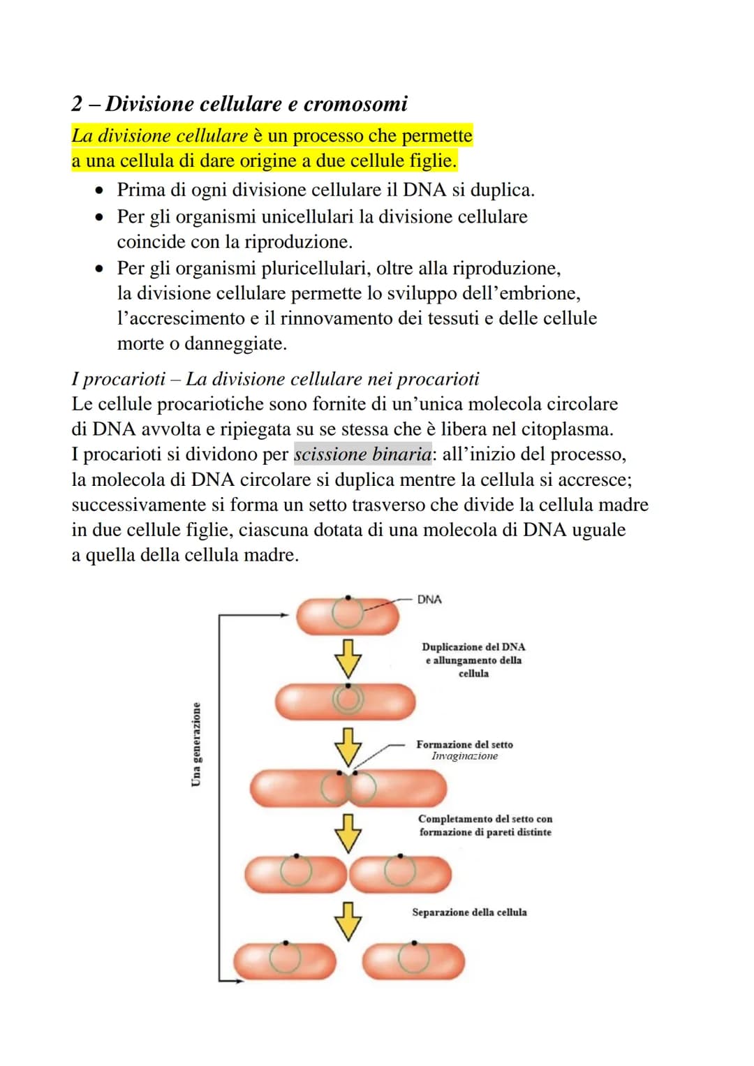 2-Divisione cellulare e cromosomi
La divisione cellulare è un processo che permette
a una cellula di dare origine a due cellule figlie.
• Pr