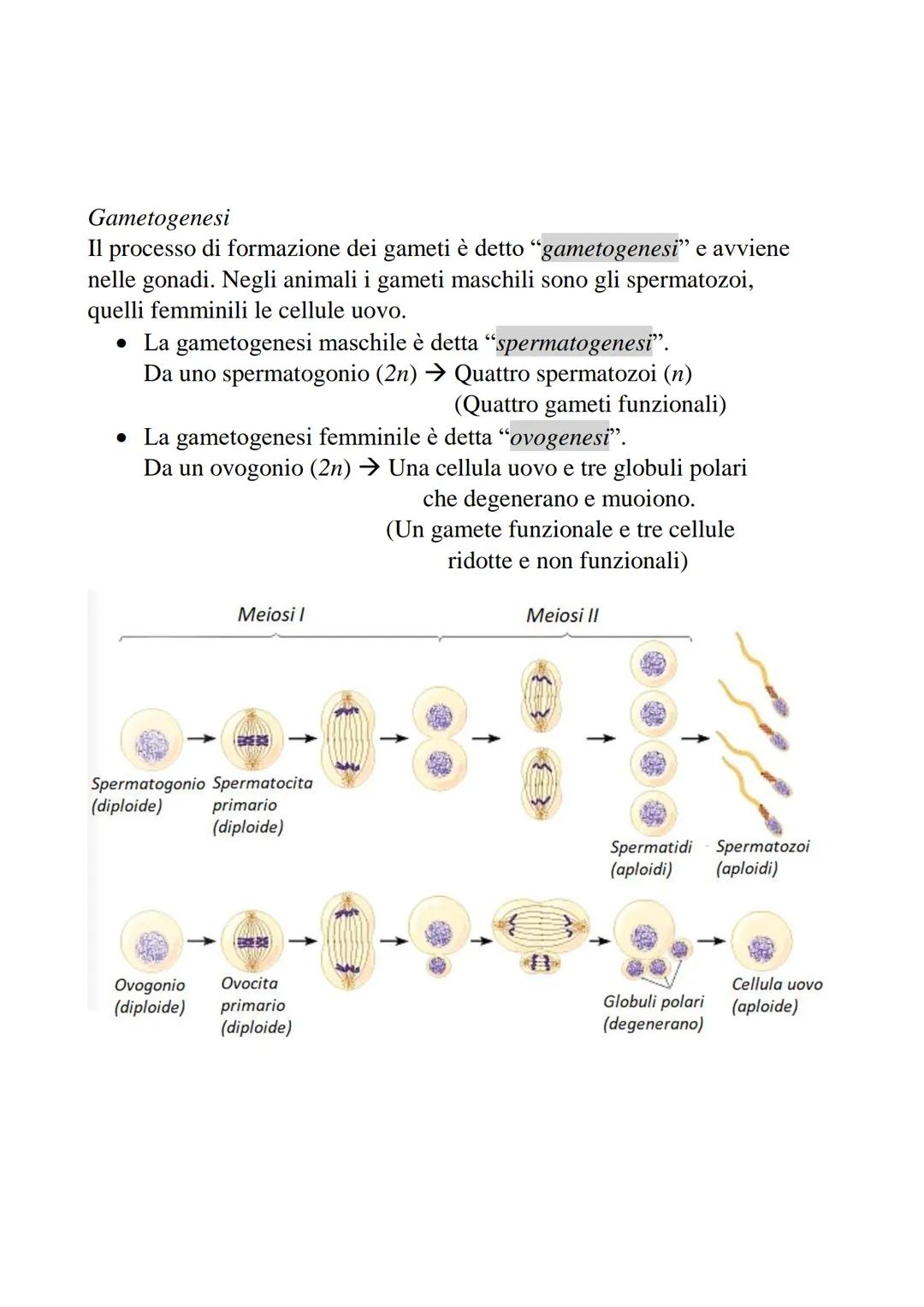 2-Divisione cellulare e cromosomi
La divisione cellulare è un processo che permette
a una cellula di dare origine a due cellule figlie.
• Pr