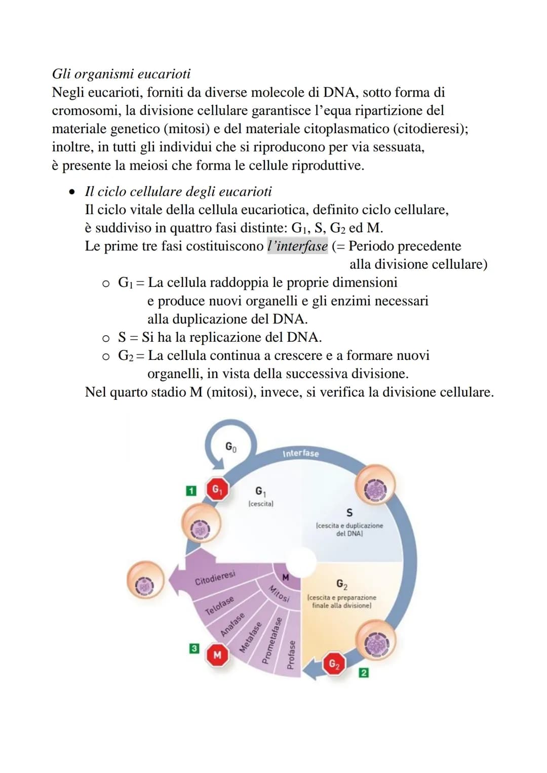 2-Divisione cellulare e cromosomi
La divisione cellulare è un processo che permette
a una cellula di dare origine a due cellule figlie.
• Pr