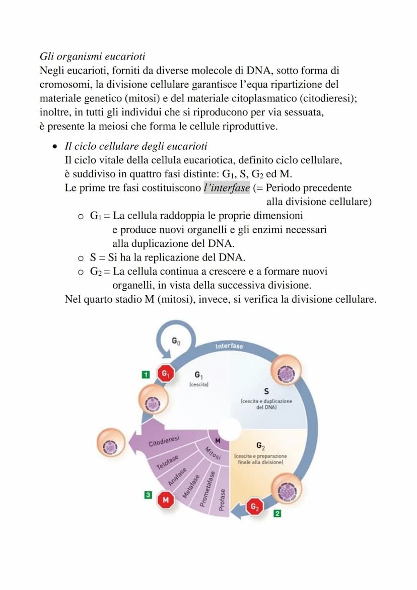 2-Divisione cellulare e cromosomi
La divisione cellulare è un processo che permette
a una cellula di dare origine a due cellule figlie.
• Pr