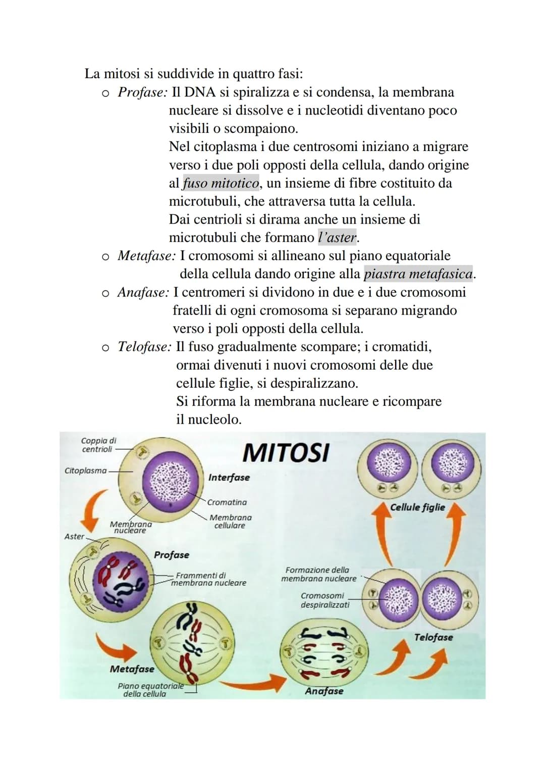 2-Divisione cellulare e cromosomi
La divisione cellulare è un processo che permette
a una cellula di dare origine a due cellule figlie.
• Pr