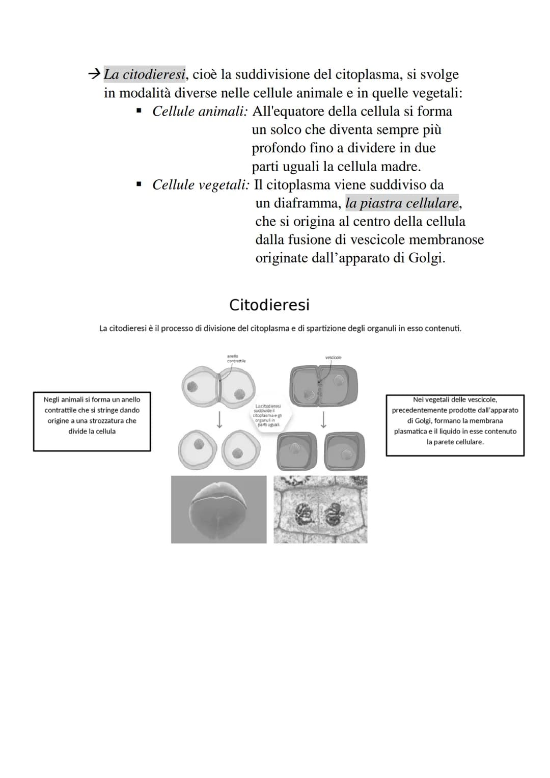 2-Divisione cellulare e cromosomi
La divisione cellulare è un processo che permette
a una cellula di dare origine a due cellule figlie.
• Pr