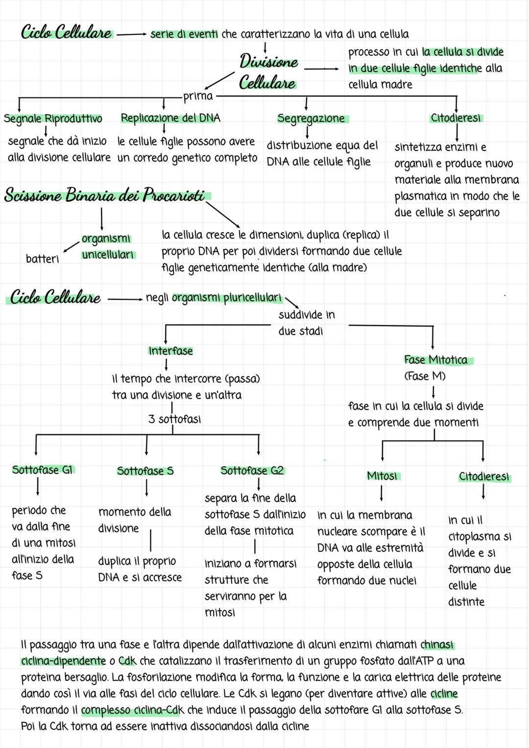 Ciclo Cellulare
batteri
-prima.
Segnale Riproduttivo Replicazione del DNA
segnale che dà inizio le cellule figlie possono avere
alla divisio