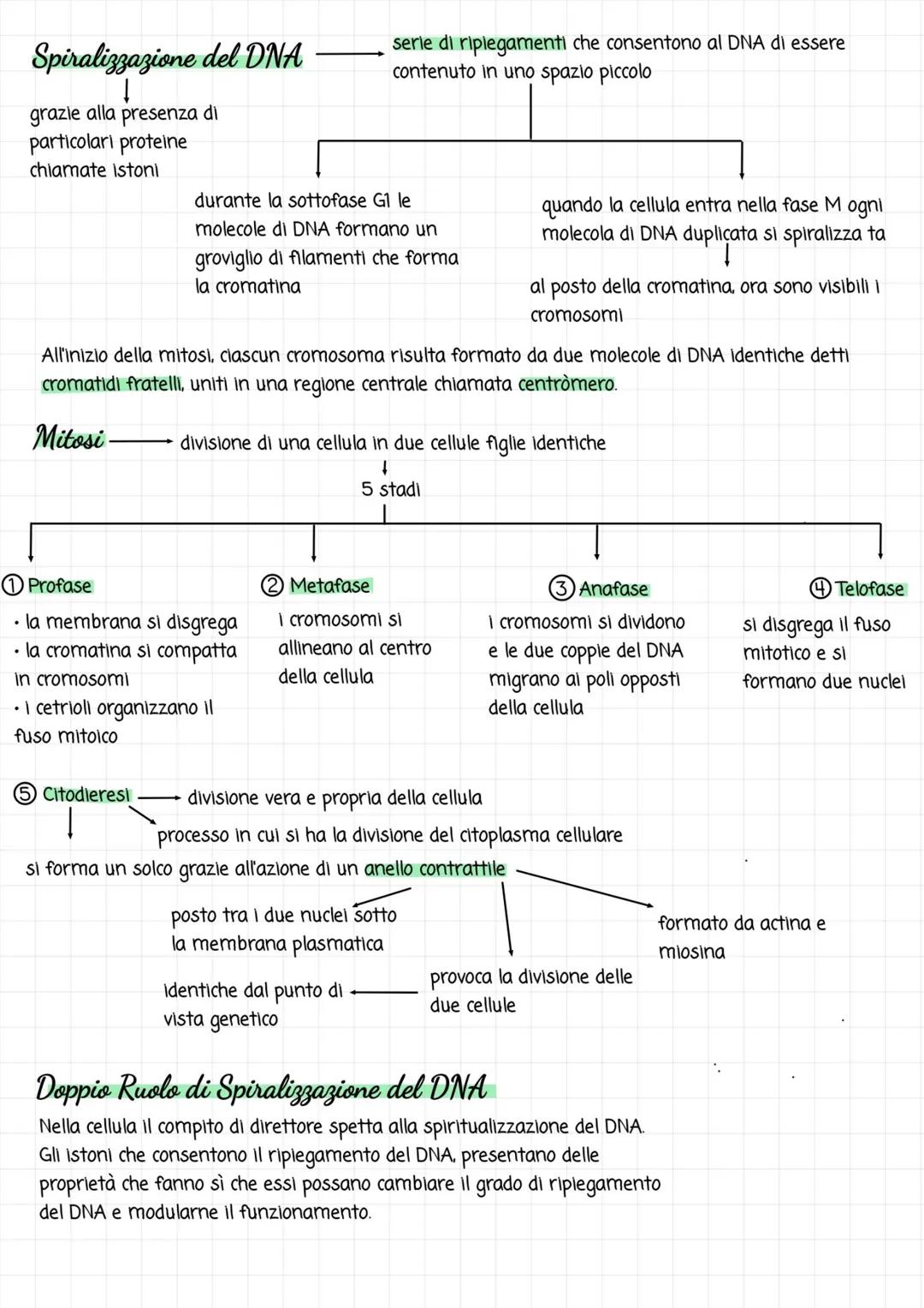 Ciclo Cellulare
batteri
-prima.
Segnale Riproduttivo Replicazione del DNA
segnale che dà inizio le cellule figlie possono avere
alla divisio