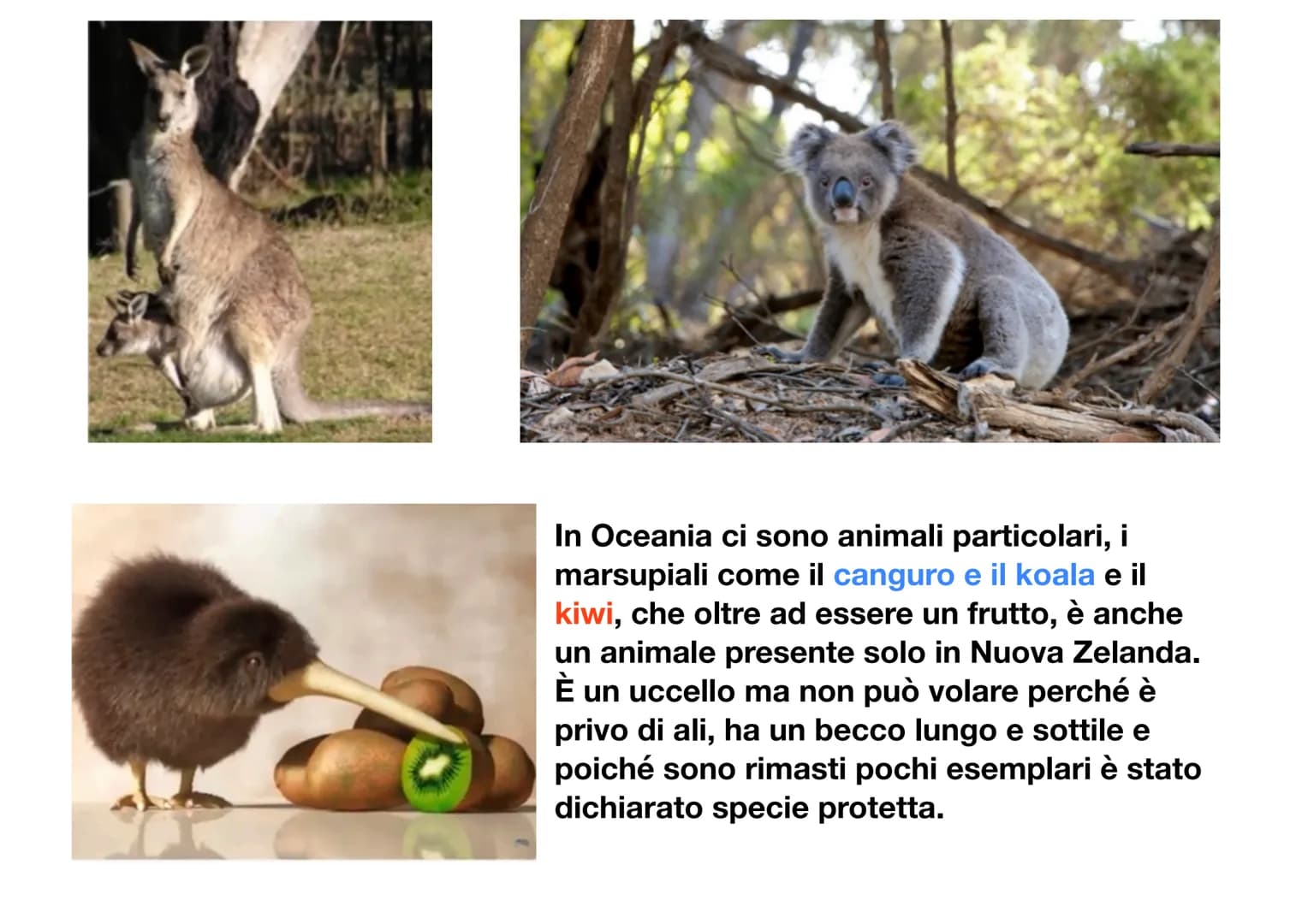 L'Oceania
L'Oceania è un continente insulare, infatti è composto solo da isole, situate
tra l'Oceano indiano e l'Oceano
pacifico. L'isola pi