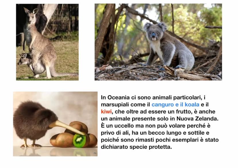 L'Oceania
L'Oceania è un continente insulare, infatti è composto solo da isole, situate
tra l'Oceano indiano e l'Oceano
pacifico. L'isola pi